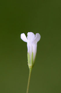 Yellowseed False Pimpernel (Lindernia dubia) Creeping plant growing in a flooded area of an overgrown backyard habitat/field in NW Georgia (Gordon County), US. June 27, 2018.
https://www.jungledragon.com/image/62136/yellowseed_false_pimpernel_lindernia_dubia.html
https://www.jungledragon.com/image/62137/yellowseed_false_pimpernel_lindernia_dubia.html Geotagged,Lindernia dubia,Summer,United States,Yellowseed false pimpernel