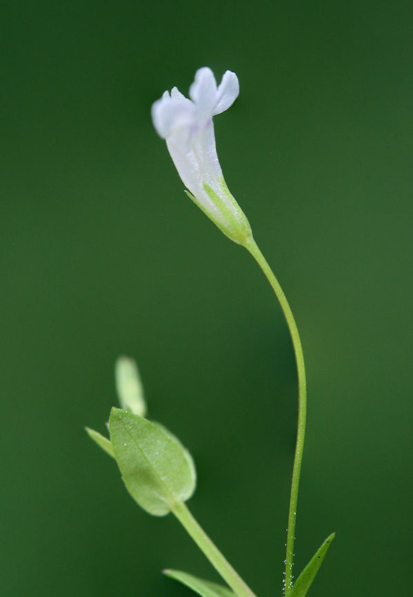Yellowseed False Pimpernel (Lindernia dubia) Creeping plant growing in a flooded area of an overgrown backyard habitat/field in NW Georgia (Gordon County), US. June 27, 2018.<br />
<figure class="photo"><a href="https://www.jungledragon.com/image/62135/yellowseed_false_pimpernel_lindernia_dubia.html" title="Yellowseed False Pimpernel (Lindernia dubia)"><img src="https://s3.amazonaws.com/media.jungledragon.com/images/3231/62135_thumb.jpg?AWSAccessKeyId=05GMT0V3GWVNE7GGM1R2&Expires=1759968010&Signature=%2FP7gMWTc5X20ydd4i6IYPdq15Wk%3D" width="100" height="152" alt="Yellowseed False Pimpernel (Lindernia dubia) Creeping plant growing in a flooded area of an overgrown backyard habitat/field in NW Georgia (Gordon County), US. June 27, 2018.<br />
https://www.jungledragon.com/image/62136/yellowseed_false_pimpernel_lindernia_dubia.html<br />
https://www.jungledragon.com/image/62137/yellowseed_false_pimpernel_lindernia_dubia.html Geotagged,Lindernia dubia,Summer,United States,Yellowseed false pimpernel" /></a></figure><br />
<figure class="photo"><a href="https://www.jungledragon.com/image/62137/yellowseed_false_pimpernel_lindernia_dubia.html" title="Yellowseed False Pimpernel (Lindernia dubia)"><img src="https://s3.amazonaws.com/media.jungledragon.com/images/3231/62137_thumb.jpg?AWSAccessKeyId=05GMT0V3GWVNE7GGM1R2&Expires=1759968010&Signature=IIQ4wEetswPlR8uL%2BsSLUk2LHvk%3D" width="200" height="134" alt="Yellowseed False Pimpernel (Lindernia dubia) Creeping plant growing in a flooded area of an overgrown backyard habitat/field in NW Georgia (Gordon County), US. June 27, 2018.<br />
https://www.jungledragon.com/image/62135/yellowseed_false_pimpernel_lindernia_dubia.html<br />
https://www.jungledragon.com/image/62136/yellowseed_false_pimpernel_lindernia_dubia.html Geotagged,Lindernia dubia,Summer,United States,Yellowseed false pimpernel" /></a></figure> Geotagged,Lindernia dubia,Summer,United States,Yellowseed false pimpernel