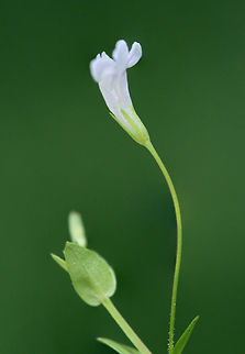 Yellowseed False Pimpernel (Lindernia dubia) Creeping plant growing in a flooded area of an overgrown backyard habitat/field in NW Georgia (Gordon County), US. June 27, 2018.
https://www.jungledragon.com/image/62135/yellowseed_false_pimpernel_lindernia_dubia.html
https://www.jungledragon.com/image/62137/yellowseed_false_pimpernel_lindernia_dubia.html Geotagged,Lindernia dubia,Summer,United States,Yellowseed false pimpernel