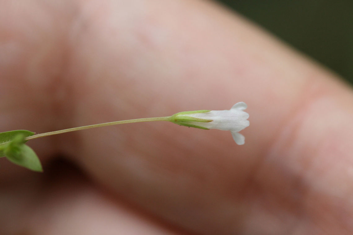 Yellowseed False Pimpernel (Lindernia dubia) Creeping plant growing in a flooded area of an overgrown backyard habitat/field in NW Georgia (Gordon County), US. June 27, 2018.<br />
<figure class="photo"><a href="https://www.jungledragon.com/image/62135/yellowseed_false_pimpernel_lindernia_dubia.html" title="Yellowseed False Pimpernel (Lindernia dubia)"><img src="https://s3.amazonaws.com/media.jungledragon.com/images/3231/62135_thumb.jpg?AWSAccessKeyId=05GMT0V3GWVNE7GGM1R2&Expires=1759968010&Signature=%2FP7gMWTc5X20ydd4i6IYPdq15Wk%3D" width="100" height="152" alt="Yellowseed False Pimpernel (Lindernia dubia) Creeping plant growing in a flooded area of an overgrown backyard habitat/field in NW Georgia (Gordon County), US. June 27, 2018.<br />
https://www.jungledragon.com/image/62136/yellowseed_false_pimpernel_lindernia_dubia.html<br />
https://www.jungledragon.com/image/62137/yellowseed_false_pimpernel_lindernia_dubia.html Geotagged,Lindernia dubia,Summer,United States,Yellowseed false pimpernel" /></a></figure><br />
<figure class="photo"><a href="https://www.jungledragon.com/image/62136/yellowseed_false_pimpernel_lindernia_dubia.html" title="Yellowseed False Pimpernel (Lindernia dubia)"><img src="https://s3.amazonaws.com/media.jungledragon.com/images/3231/62136_thumb.jpg?AWSAccessKeyId=05GMT0V3GWVNE7GGM1R2&Expires=1759968010&Signature=%2B%2FiocG41DCRcpPLSNo2vMImK4Xw%3D" width="106" height="152" alt="Yellowseed False Pimpernel (Lindernia dubia) Creeping plant growing in a flooded area of an overgrown backyard habitat/field in NW Georgia (Gordon County), US. June 27, 2018.<br />
https://www.jungledragon.com/image/62135/yellowseed_false_pimpernel_lindernia_dubia.html<br />
https://www.jungledragon.com/image/62137/yellowseed_false_pimpernel_lindernia_dubia.html Geotagged,Lindernia dubia,Summer,United States,Yellowseed false pimpernel" /></a></figure> Geotagged,Lindernia dubia,Summer,United States,Yellowseed false pimpernel