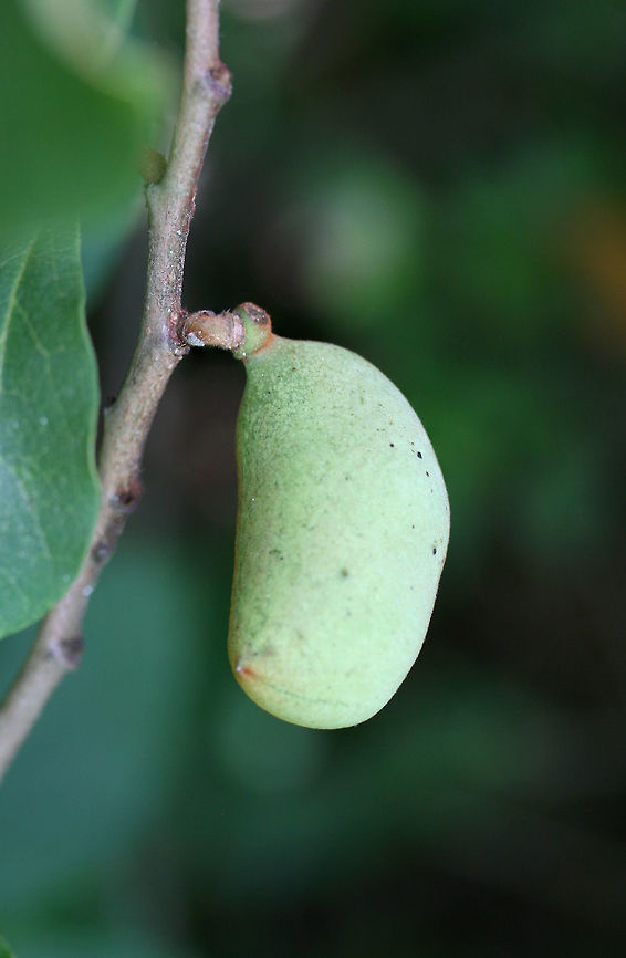 Small-Flower Pawpaw (Asimina parviflora) NATIVE. A 2-3 foot high shrub at the edge of a mixed hardwood forested area in Cherokee County, Alabama. June 24, 2018.<br />
<br />
This is a choice edible species found within the southeastern US.  This species is a smaller version of its relative, The Common Pawpaw Tree (Asimina triloba).<br />
<figure class="photo"><a href="https://www.jungledragon.com/image/62190/small-flower_pawpaw_asimina_parviflora.html" title="Small-Flower Pawpaw (Asimina parviflora)"><img src="https://s3.amazonaws.com/media.jungledragon.com/images/3231/62190_thumb.jpg?AWSAccessKeyId=05GMT0V3GWVNE7GGM1R2&Expires=1767225610&Signature=k2UUykVcbvBSQESzntrnIZvYL5E%3D" width="200" height="134" alt="Small-Flower Pawpaw (Asimina parviflora) NATIVE. A 2-3 foot high shrub at the edge of a mixed hardwood forested area in Cherokee County, Alabama. June 24, 2018.<br />
<br />
This is a choice edible species found within the southeastern US. This species is a smaller version of its relative, The Common Pawpaw Tree (Asimina triloba).<br />
https://www.jungledragon.com/image/62188/small-flower_pawpaw_asimina_parviflora.html<br />
https://www.jungledragon.com/image/62189/small-flower_pawpaw_asimina_parviflora.html Asimina parviflora,Geotagged,Summer,United States" /></a></figure><br />
<figure class="photo"><a href="https://www.jungledragon.com/image/62189/small-flower_pawpaw_asimina_parviflora.html" title="Small-Flower Pawpaw (Asimina parviflora)"><img src="https://s3.amazonaws.com/media.jungledragon.com/images/3231/62189_thumb.jpg?AWSAccessKeyId=05GMT0V3GWVNE7GGM1R2&Expires=1767225610&Signature=acu8SSJNgGxyKL%2FloBWKJrM4H2E%3D" width="102" height="152" alt="Small-Flower Pawpaw (Asimina parviflora) NATIVE. A 2-3 foot high shrub at the edge of a mixed hardwood forested area in Cherokee County, Alabama. June 24, 2018.<br />
<br />
This is a choice edible species found within the southeastern US.  This species is a smaller version of its relative, The Common Pawpaw Tree (Asimina triloba).<br />
https://www.jungledragon.com/image/62188/small-flower_pawpaw_asimina_parviflora.html<br />
https://www.jungledragon.com/image/62190/small-flower_pawpaw_asimina_parviflora.html Asimina parviflora,Geotagged,Summer,United States" /></a></figure> Asimina parviflora,Geotagged,Summer,United States
