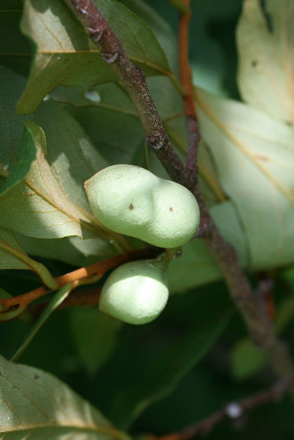 Small-Flower Pawpaw (Asimina parviflora) NATIVE. A 2-3 foot high shrub at the edge of a mixed hardwood forested area in Cherokee County, Alabama. June 24, 2018.<br />
<br />
This is a choice edible species found within the southeastern US.  This species is a smaller version of its relative, The Common Pawpaw Tree (Asimina triloba).<br />
<figure class="photo"><a href="https://www.jungledragon.com/image/62188/small-flower_pawpaw_asimina_parviflora.html" title="Small-Flower Pawpaw (Asimina parviflora)"><img src="https://s3.amazonaws.com/media.jungledragon.com/images/3231/62188_thumb.jpg?AWSAccessKeyId=05GMT0V3GWVNE7GGM1R2&Expires=1767225610&Signature=8PKwoui5tssy5b9biDAPmBoeiMM%3D" width="100" height="152" alt="Small-Flower Pawpaw (Asimina parviflora) NATIVE. A 2-3 foot high shrub at the edge of a mixed hardwood forested area in Cherokee County, Alabama. June 24, 2018.<br />
<br />
This is a choice edible species found within the southeastern US.  This species is a smaller version of its relative, The Common Pawpaw Tree (Asimina triloba).<br />
https://www.jungledragon.com/image/62190/small-flower_pawpaw_asimina_parviflora.html<br />
https://www.jungledragon.com/image/62189/small-flower_pawpaw_asimina_parviflora.html Asimina parviflora,Geotagged,Summer,United States" /></a></figure><br />
<figure class="photo"><a href="https://www.jungledragon.com/image/62190/small-flower_pawpaw_asimina_parviflora.html" title="Small-Flower Pawpaw (Asimina parviflora)"><img src="https://s3.amazonaws.com/media.jungledragon.com/images/3231/62190_thumb.jpg?AWSAccessKeyId=05GMT0V3GWVNE7GGM1R2&Expires=1767225610&Signature=k2UUykVcbvBSQESzntrnIZvYL5E%3D" width="200" height="134" alt="Small-Flower Pawpaw (Asimina parviflora) NATIVE. A 2-3 foot high shrub at the edge of a mixed hardwood forested area in Cherokee County, Alabama. June 24, 2018.<br />
<br />
This is a choice edible species found within the southeastern US. This species is a smaller version of its relative, The Common Pawpaw Tree (Asimina triloba).<br />
https://www.jungledragon.com/image/62188/small-flower_pawpaw_asimina_parviflora.html<br />
https://www.jungledragon.com/image/62189/small-flower_pawpaw_asimina_parviflora.html Asimina parviflora,Geotagged,Summer,United States" /></a></figure> Asimina parviflora,Geotagged,Summer,United States