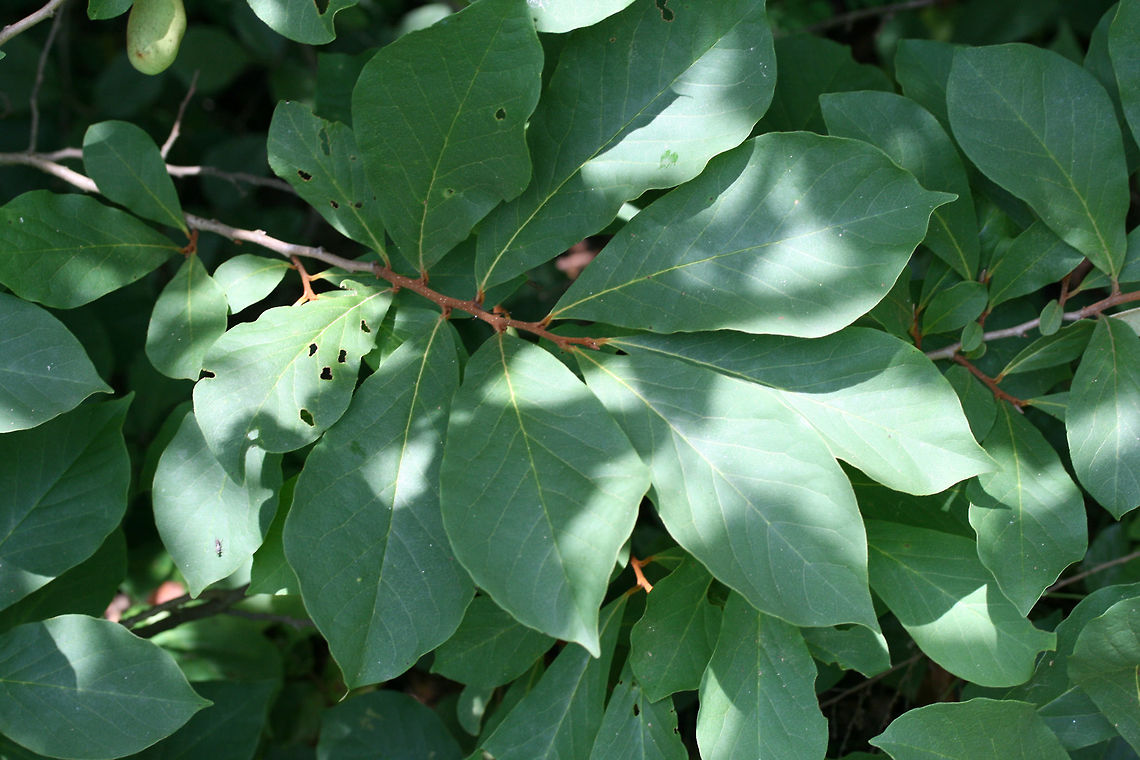 Small-Flower Pawpaw (Asimina parviflora) NATIVE. A 2-3 foot high shrub at the edge of a mixed hardwood forested area in Cherokee County, Alabama. June 24, 2018.<br />
<br />
This is a choice edible species found within the southeastern US. This species is a smaller version of its relative, The Common Pawpaw Tree (Asimina triloba).<br />
<figure class="photo"><a href="https://www.jungledragon.com/image/62188/small-flower_pawpaw_asimina_parviflora.html" title="Small-Flower Pawpaw (Asimina parviflora)"><img src="https://s3.amazonaws.com/media.jungledragon.com/images/3231/62188_thumb.jpg?AWSAccessKeyId=05GMT0V3GWVNE7GGM1R2&Expires=1767225610&Signature=8PKwoui5tssy5b9biDAPmBoeiMM%3D" width="100" height="152" alt="Small-Flower Pawpaw (Asimina parviflora) NATIVE. A 2-3 foot high shrub at the edge of a mixed hardwood forested area in Cherokee County, Alabama. June 24, 2018.<br />
<br />
This is a choice edible species found within the southeastern US.  This species is a smaller version of its relative, The Common Pawpaw Tree (Asimina triloba).<br />
https://www.jungledragon.com/image/62190/small-flower_pawpaw_asimina_parviflora.html<br />
https://www.jungledragon.com/image/62189/small-flower_pawpaw_asimina_parviflora.html Asimina parviflora,Geotagged,Summer,United States" /></a></figure><br />
<figure class="photo"><a href="https://www.jungledragon.com/image/62189/small-flower_pawpaw_asimina_parviflora.html" title="Small-Flower Pawpaw (Asimina parviflora)"><img src="https://s3.amazonaws.com/media.jungledragon.com/images/3231/62189_thumb.jpg?AWSAccessKeyId=05GMT0V3GWVNE7GGM1R2&Expires=1767225610&Signature=acu8SSJNgGxyKL%2FloBWKJrM4H2E%3D" width="102" height="152" alt="Small-Flower Pawpaw (Asimina parviflora) NATIVE. A 2-3 foot high shrub at the edge of a mixed hardwood forested area in Cherokee County, Alabama. June 24, 2018.<br />
<br />
This is a choice edible species found within the southeastern US.  This species is a smaller version of its relative, The Common Pawpaw Tree (Asimina triloba).<br />
https://www.jungledragon.com/image/62188/small-flower_pawpaw_asimina_parviflora.html<br />
https://www.jungledragon.com/image/62190/small-flower_pawpaw_asimina_parviflora.html Asimina parviflora,Geotagged,Summer,United States" /></a></figure> Asimina parviflora,Geotagged,Summer,United States
