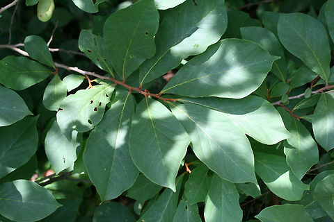 Small-Flower Pawpaw (Asimina parviflora) NATIVE. A 2-3 foot high shrub at the edge of a mixed hardwood forested area in Cherokee County, Alabama. June 24, 2018.

This is a choice edible species found within the southeastern US. This species is a smaller version of its relative, The Common Pawpaw Tree (Asimina triloba).
https://www.jungledragon.com/image/62188/small-flower_pawpaw_asimina_parviflora.html
https://www.jungledragon.com/image/62189/small-flower_pawpaw_asimina_parviflora.html Asimina parviflora,Geotagged,Summer,United States