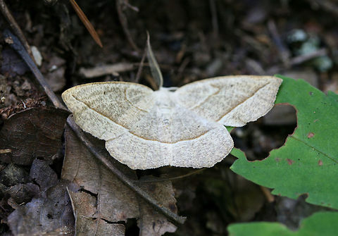 Confused Eusarca Moth (Eusarca confusaria) Geometrid moth flitting around on foliage/leaf litter in a dense mixed hardwood/coniferous forest in NW Georgia. Confused eusarca,Eusarca confusaria,Geotagged,Moth Week 2018,Spring,United States,lepidoptera,moth,moths