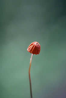 Orange Pinwheel (Marasmius siccus) Growing on leaf litter at the edge of a dense mixed hardwood/coniferous forest in NW Georgia (Gordon County), US.
https://www.jungledragon.com/image/62217/orange_pinwheel_marasmius_siccus.html
https://www.jungledragon.com/image/62218/orange_pinwheel_marasmius_siccus.html
https://www.jungledragon.com/image/62219/orange_pinwheel_marasmius_siccus.html Geotagged,Marasmius siccus,Summer,United States