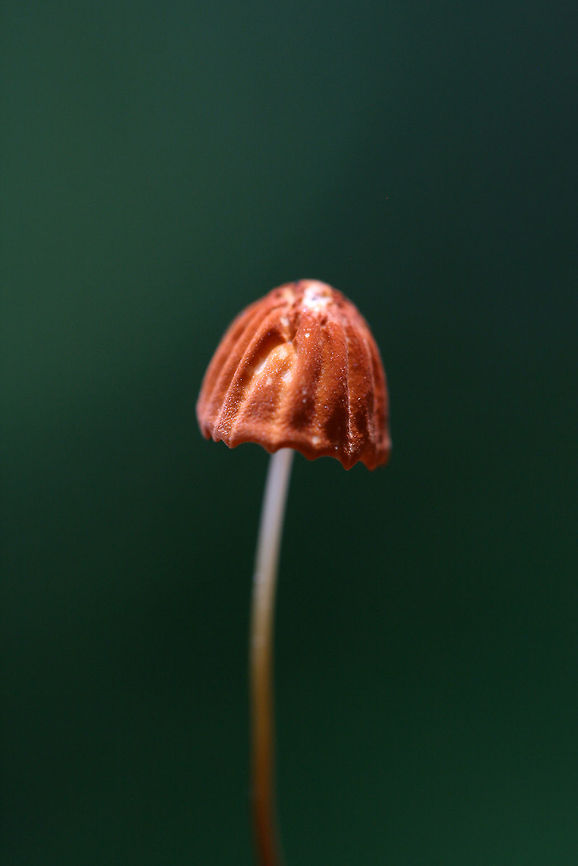 Orange Pinwheel (Marasmius siccus) Growing on leaf litter at the edge of a dense mixed hardwood/coniferous forest in NW Georgia (Gordon County).<br />
<figure class="photo"><a href="https://www.jungledragon.com/image/62214/orange_pinwheel_marasmius_siccus.html" title="Orange Pinwheel (Marasmius siccus)"><img src="https://s3.amazonaws.com/media.jungledragon.com/images/3231/62214_thumb.jpg?AWSAccessKeyId=05GMT0V3GWVNE7GGM1R2&Expires=1767225610&Signature=d7V%2BMBaKx2koYKKOH%2BelguBMCoA%3D" width="104" height="152" alt="Orange Pinwheel (Marasmius siccus) Growing on leaf litter at the edge of a dense mixed hardwood/coniferous forest in NW Georgia (Gordon County), US.<br />
https://www.jungledragon.com/image/62217/orange_pinwheel_marasmius_siccus.html<br />
https://www.jungledragon.com/image/62218/orange_pinwheel_marasmius_siccus.html<br />
https://www.jungledragon.com/image/62219/orange_pinwheel_marasmius_siccus.html Geotagged,Marasmius siccus,Summer,United States" /></a></figure><br />
<figure class="photo"><a href="https://www.jungledragon.com/image/62218/orange_pinwheel_marasmius_siccus.html" title="Orange Pinwheel (Marasmius siccus)"><img src="https://s3.amazonaws.com/media.jungledragon.com/images/3231/62218_thumb.jpg?AWSAccessKeyId=05GMT0V3GWVNE7GGM1R2&Expires=1767225610&Signature=F9fLjOa8gLB3IaivxgVH%2FzVdUdY%3D" width="106" height="152" alt="Orange Pinwheel (Marasmius siccus) Growing on leaf litter at the edge of a dense mixed hardwood/coniferous forest in NW Georgia (Gordon County).<br />
https://www.jungledragon.com/image/62219/orange_pinwheel_marasmius_siccus.html<br />
https://www.jungledragon.com/image/62214/orange_pinwheel_marasmius_siccus.html<br />
https://www.jungledragon.com/image/62217/orange_pinwheel_marasmius_siccus.html Geotagged,Marasmius siccus,Summer,United States" /></a></figure><br />
<figure class="photo"><a href="https://www.jungledragon.com/image/62219/orange_pinwheel_marasmius_siccus.html" title="Orange Pinwheel (Marasmius siccus)"><img src="https://s3.amazonaws.com/media.jungledragon.com/images/3231/62219_thumb.jpg?AWSAccessKeyId=05GMT0V3GWVNE7GGM1R2&Expires=1767225610&Signature=zPts6fbLVninFkyY2lMNIZbC6nY%3D" width="102" height="152" alt="Orange Pinwheel (Marasmius siccus) Growing on leaf litter at the edge of a dense mixed hardwood/coniferous forest in NW Georgia (Gordon County).<br />
https://www.jungledragon.com/image/62218/orange_pinwheel_marasmius_siccus.html<br />
https://www.jungledragon.com/image/62214/orange_pinwheel_marasmius_siccus.html<br />
https://www.jungledragon.com/image/62217/orange_pinwheel_marasmius_siccus.html Geotagged,Marasmius siccus,Summer,United States" /></a></figure> Geotagged,Marasmius siccus,Summer,United States