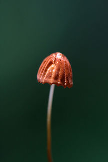 Orange Pinwheel (Marasmius siccus) Growing on leaf litter at the edge of a dense mixed hardwood/coniferous forest in NW Georgia (Gordon County).
https://www.jungledragon.com/image/62214/orange_pinwheel_marasmius_siccus.html
https://www.jungledragon.com/image/62218/orange_pinwheel_marasmius_siccus.html
https://www.jungledragon.com/image/62219/orange_pinwheel_marasmius_siccus.html Geotagged,Marasmius siccus,Summer,United States