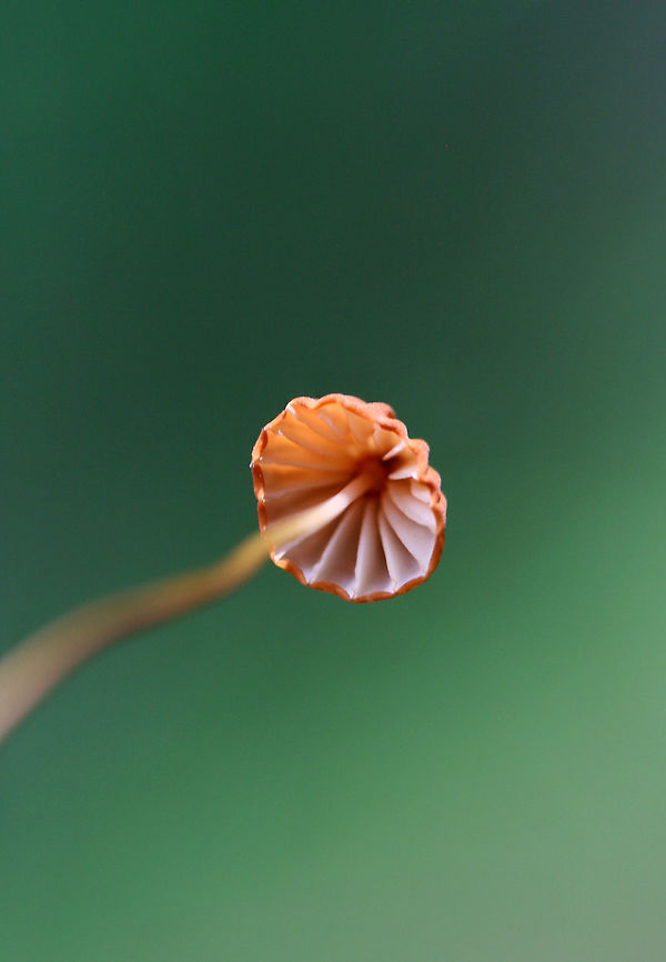 Orange Pinwheel (Marasmius siccus) Growing on leaf litter at the edge of a dense mixed hardwood/coniferous forest in NW Georgia (Gordon County).<br />
<figure class="photo"><a href="https://www.jungledragon.com/image/62219/orange_pinwheel_marasmius_siccus.html" title="Orange Pinwheel (Marasmius siccus)"><img src="https://s3.amazonaws.com/media.jungledragon.com/images/3231/62219_thumb.jpg?AWSAccessKeyId=05GMT0V3GWVNE7GGM1R2&Expires=1767225610&Signature=zPts6fbLVninFkyY2lMNIZbC6nY%3D" width="102" height="152" alt="Orange Pinwheel (Marasmius siccus) Growing on leaf litter at the edge of a dense mixed hardwood/coniferous forest in NW Georgia (Gordon County).<br />
https://www.jungledragon.com/image/62218/orange_pinwheel_marasmius_siccus.html<br />
https://www.jungledragon.com/image/62214/orange_pinwheel_marasmius_siccus.html<br />
https://www.jungledragon.com/image/62217/orange_pinwheel_marasmius_siccus.html Geotagged,Marasmius siccus,Summer,United States" /></a></figure><br />
<figure class="photo"><a href="https://www.jungledragon.com/image/62214/orange_pinwheel_marasmius_siccus.html" title="Orange Pinwheel (Marasmius siccus)"><img src="https://s3.amazonaws.com/media.jungledragon.com/images/3231/62214_thumb.jpg?AWSAccessKeyId=05GMT0V3GWVNE7GGM1R2&Expires=1767225610&Signature=d7V%2BMBaKx2koYKKOH%2BelguBMCoA%3D" width="104" height="152" alt="Orange Pinwheel (Marasmius siccus) Growing on leaf litter at the edge of a dense mixed hardwood/coniferous forest in NW Georgia (Gordon County), US.<br />
https://www.jungledragon.com/image/62217/orange_pinwheel_marasmius_siccus.html<br />
https://www.jungledragon.com/image/62218/orange_pinwheel_marasmius_siccus.html<br />
https://www.jungledragon.com/image/62219/orange_pinwheel_marasmius_siccus.html Geotagged,Marasmius siccus,Summer,United States" /></a></figure><br />
<figure class="photo"><a href="https://www.jungledragon.com/image/62217/orange_pinwheel_marasmius_siccus.html" title="Orange Pinwheel (Marasmius siccus)"><img src="https://s3.amazonaws.com/media.jungledragon.com/images/3231/62217_thumb.jpg?AWSAccessKeyId=05GMT0V3GWVNE7GGM1R2&Expires=1767225610&Signature=Jffowsxez6Aa3WdSL58OH77CmEM%3D" width="102" height="152" alt="Orange Pinwheel (Marasmius siccus) Growing on leaf litter at the edge of a dense mixed hardwood/coniferous forest in NW Georgia (Gordon County).<br />
https://www.jungledragon.com/image/62214/orange_pinwheel_marasmius_siccus.html<br />
https://www.jungledragon.com/image/62218/orange_pinwheel_marasmius_siccus.html<br />
https://www.jungledragon.com/image/62219/orange_pinwheel_marasmius_siccus.html Geotagged,Marasmius siccus,Summer,United States" /></a></figure> Geotagged,Marasmius siccus,Summer,United States