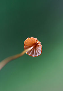 Orange Pinwheel (Marasmius siccus) Growing on leaf litter at the edge of a dense mixed hardwood/coniferous forest in NW Georgia (Gordon County).
https://www.jungledragon.com/image/62219/orange_pinwheel_marasmius_siccus.html
https://www.jungledragon.com/image/62214/orange_pinwheel_marasmius_siccus.html
https://www.jungledragon.com/image/62217/orange_pinwheel_marasmius_siccus.html Geotagged,Marasmius siccus,Summer,United States