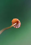Orange Pinwheel (Marasmius siccus) Growing on leaf litter at the edge of a dense mixed hardwood/coniferous forest in NW Georgia (Gordon County).<br />
https://www.jungledragon.com/image/62219/orange_pinwheel_marasmius_siccus.html<br />
https://www.jungledragon.com/image/62214/orange_pinwheel_marasmius_siccus.html<br />
https://www.jungledragon.com/image/62217/orange_pinwheel_marasmius_siccus.html Geotagged,Marasmius siccus,Summer,United States