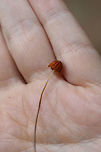 Orange Pinwheel (Marasmius siccus) Growing on leaf litter at the edge of a dense mixed hardwood/coniferous forest in NW Georgia (Gordon County).<br />
https://www.jungledragon.com/image/62218/orange_pinwheel_marasmius_siccus.html<br />
https://www.jungledragon.com/image/62214/orange_pinwheel_marasmius_siccus.html<br />
https://www.jungledragon.com/image/62217/orange_pinwheel_marasmius_siccus.html Geotagged,Marasmius siccus,Summer,United States