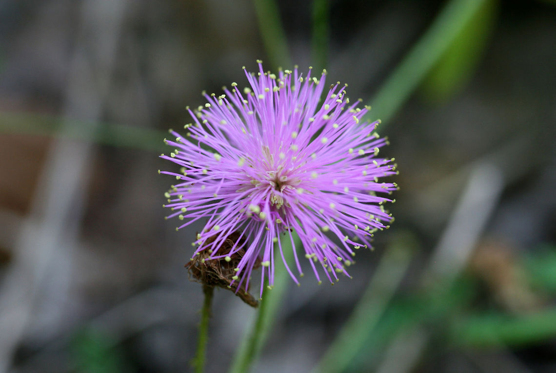 Littleleaf Sensitive Briar (Mimosa microphylla) NATIVE. Vine growing on the side of a trail near a Longleaf Pine Preserve on the Mount Berry College trail system. <br />
<br />
Armed with thorns. Leaves recoil/close when touched.<br />
<figure class="photo"><a href="https://www.jungledragon.com/image/62347/littleleaf_sensitive_briar_mimosa_microphylla.html" title="Littleleaf Sensitive Briar (Mimosa microphylla)"><img src="https://s3.amazonaws.com/media.jungledragon.com/images/3231/62347_thumb.jpg?AWSAccessKeyId=05GMT0V3GWVNE7GGM1R2&Expires=1759968010&Signature=uWlrZgkmIxldXLWRUlB7NWOP%2Fn8%3D" width="102" height="152" alt="Littleleaf Sensitive Briar (Mimosa microphylla) NATIVE. Vine growing on the side of a trail near a Longleaf Pine Preserve on the Mount Berry College trail system. <br />
<br />
Armed with thorns. Leaves recoil/close when touched.<br />
https://www.jungledragon.com/image/62346/littleleaf_sensitive_briar_mimosa_microphylla.html<br />
https://www.jungledragon.com/image/62348/littleleaf_sensitive_briar_mimosa_microphylla.html Geotagged,Littleleaf Sensitive Briar,Mimosa microphylla,Summer,United States" /></a></figure><br />
<figure class="photo"><a href="https://www.jungledragon.com/image/62348/littleleaf_sensitive_briar_mimosa_microphylla.html" title="Littleleaf Sensitive Briar (Mimosa microphylla)"><img src="https://s3.amazonaws.com/media.jungledragon.com/images/3231/62348_thumb.jpg?AWSAccessKeyId=05GMT0V3GWVNE7GGM1R2&Expires=1759968010&Signature=b1zkR90CQsNvQ2rxS7nwCHczbhI%3D" width="200" height="134" alt="Littleleaf Sensitive Briar (Mimosa microphylla) NATIVE. Vine growing on the side of a trail near a Longleaf Pine Preserve on the Mount Berry College trail system. <br />
<br />
Armed with thorns. Leaves recoil/close when touched.<br />
https://www.jungledragon.com/image/62346/littleleaf_sensitive_briar_mimosa_microphylla.html<br />
https://www.jungledragon.com/image/62347/littleleaf_sensitive_briar_mimosa_microphylla.html Geotagged,Littleleaf Sensitive Briar,Mimosa microphylla,Summer,United States" /></a></figure> Geotagged,Littleleaf Sensitive Briar,Mimosa microphylla,Summer,United States