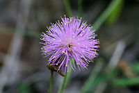Littleleaf Sensitive Briar (Mimosa microphylla) NATIVE. Vine growing on the side of a trail near a Longleaf Pine Preserve on the Mount Berry College trail system. <br />
<br />
Armed with thorns. Leaves recoil/close when touched.<br />
https://www.jungledragon.com/image/62347/littleleaf_sensitive_briar_mimosa_microphylla.html<br />
https://www.jungledragon.com/image/62348/littleleaf_sensitive_briar_mimosa_microphylla.html Geotagged,Littleleaf Sensitive Briar,Mimosa microphylla,Summer,United States