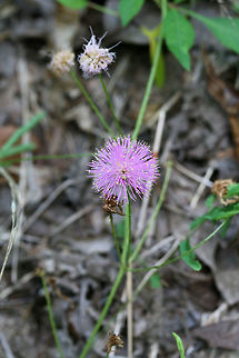 Littleleaf Sensitive Briar (Mimosa microphylla) NATIVE. Vine growing on the side of a trail near a Longleaf Pine Preserve on the Mount Berry College trail system. 

Armed with thorns. Leaves recoil/close when touched.
https://www.jungledragon.com/image/62346/littleleaf_sensitive_briar_mimosa_microphylla.html
https://www.jungledragon.com/image/62348/littleleaf_sensitive_briar_mimosa_microphylla.html Geotagged,Littleleaf Sensitive Briar,Mimosa microphylla,Summer,United States