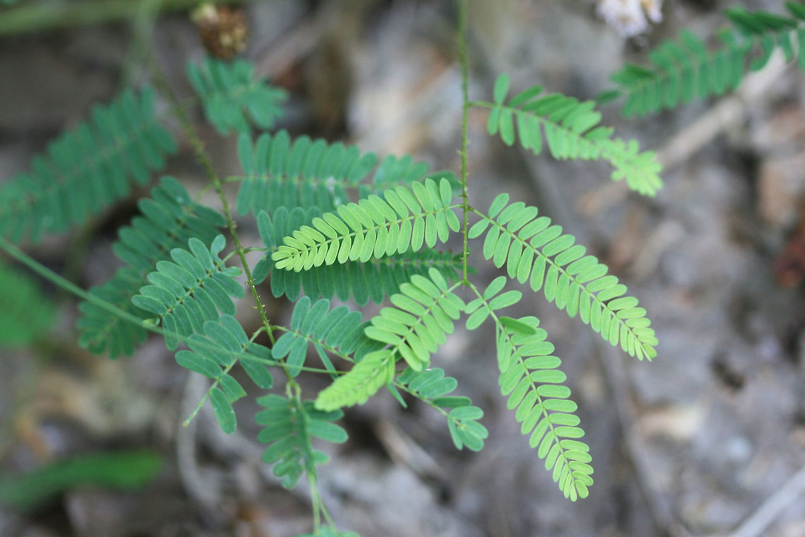 Littleleaf Sensitive Briar (Mimosa microphylla) NATIVE. Vine growing on the side of a trail near a Longleaf Pine Preserve on the Mount Berry College trail system. <br />
<br />
Armed with thorns. Leaves recoil/close when touched.<br />
<figure class="photo"><a href="https://www.jungledragon.com/image/62346/littleleaf_sensitive_briar_mimosa_microphylla.html" title="Littleleaf Sensitive Briar (Mimosa microphylla)"><img src="https://s3.amazonaws.com/media.jungledragon.com/images/3231/62346_thumb.jpg?AWSAccessKeyId=05GMT0V3GWVNE7GGM1R2&Expires=1767225610&Signature=Gn96ArZh33%2Fh0tjrEPY%2FXFW%2B8N4%3D" width="200" height="136" alt="Littleleaf Sensitive Briar (Mimosa microphylla) NATIVE. Vine growing on the side of a trail near a Longleaf Pine Preserve on the Mount Berry College trail system. <br />
<br />
Armed with thorns. Leaves recoil/close when touched.<br />
https://www.jungledragon.com/image/62347/littleleaf_sensitive_briar_mimosa_microphylla.html<br />
https://www.jungledragon.com/image/62348/littleleaf_sensitive_briar_mimosa_microphylla.html Geotagged,Littleleaf Sensitive Briar,Mimosa microphylla,Summer,United States" /></a></figure><br />
<figure class="photo"><a href="https://www.jungledragon.com/image/62347/littleleaf_sensitive_briar_mimosa_microphylla.html" title="Littleleaf Sensitive Briar (Mimosa microphylla)"><img src="https://s3.amazonaws.com/media.jungledragon.com/images/3231/62347_thumb.jpg?AWSAccessKeyId=05GMT0V3GWVNE7GGM1R2&Expires=1767225610&Signature=eOo1WxJcPkAEprwpD5IKidjhCxU%3D" width="102" height="152" alt="Littleleaf Sensitive Briar (Mimosa microphylla) NATIVE. Vine growing on the side of a trail near a Longleaf Pine Preserve on the Mount Berry College trail system. <br />
<br />
Armed with thorns. Leaves recoil/close when touched.<br />
https://www.jungledragon.com/image/62346/littleleaf_sensitive_briar_mimosa_microphylla.html<br />
https://www.jungledragon.com/image/62348/littleleaf_sensitive_briar_mimosa_microphylla.html Geotagged,Littleleaf Sensitive Briar,Mimosa microphylla,Summer,United States" /></a></figure> Geotagged,Littleleaf Sensitive Briar,Mimosa microphylla,Summer,United States