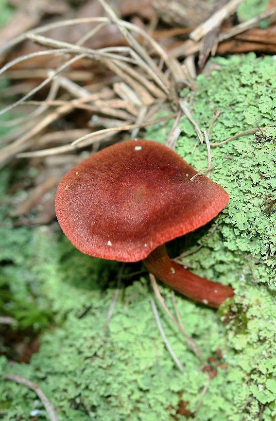 Cortinarius marylandensis Growing at the edge of a mixed hardwood/coniferous (Longleaf Pine) habitat in Floyd County, Georgia.<br />
<br />
Cortinarius section Sanguinei? Really have no idea!<br />
<br />
Blood red gills and a yellowish basal mycelium.<br />
<br />
Cap turns black upon KOH exposure. Waiting on spore print.<br />
<figure class="photo"><a href="https://www.jungledragon.com/image/62357/cortinarius_marylandensis.html" title="Cortinarius marylandensis"><img src="https://s3.amazonaws.com/media.jungledragon.com/images/3231/62357_thumb.jpg?AWSAccessKeyId=05GMT0V3GWVNE7GGM1R2&Expires=1767225610&Signature=ovmrXS3sEEFf53bq3AwGtkjOoU0%3D" width="200" height="200" alt="Cortinarius marylandensis Growing at the edge of a mixed hardwood/coniferous (Longleaf Pine) habitat in Floyd County, Georgia.<br />
<br />
Cortinarius section Sanguinei? Really have no idea!<br />
<br />
Blood red gills and a yellowish basal mycelium.<br />
<br />
Cap turns black upon KOH exposure. Waiting on spore print.<br />
https://www.jungledragon.com/image/62354/cortinarius_marylandensis.html<br />
https://www.jungledragon.com/image/62358/cortinarius_marylandensis.html Cortinarius marylandensis,Geotagged,Summer,United States" /></a></figure><br />
<figure class="photo"><a href="https://www.jungledragon.com/image/62358/cortinarius_marylandensis.html" title="Cortinarius marylandensis"><img src="https://s3.amazonaws.com/media.jungledragon.com/images/3231/62358_thumb.jpg?AWSAccessKeyId=05GMT0V3GWVNE7GGM1R2&Expires=1767225610&Signature=Qm1LLyIRuCQ8Fj4lIcsZBqbVUcM%3D" width="200" height="134" alt="Cortinarius marylandensis Growing at the edge of a mixed hardwood/coniferous (Longleaf Pine) habitat in Floyd County, Georgia.<br />
<br />
Cortinarius section Sanguinei? Really have no idea!<br />
<br />
Blood red gills and a yellowish basal mycelium.<br />
<br />
Cap turns black upon KOH exposure. Waiting on spore print.<br />
https://www.jungledragon.com/image/62354/cortinarius_marylandensis.html<br />
https://www.jungledragon.com/image/62357/cortinarius_marylandensis.html Cortinarius marylandensis,Geotagged,Summer,United States" /></a></figure> Cortinarius marylandensis,Geotagged,Summer,United States