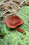 Cortinarius marylandensis Growing at the edge of a mixed hardwood/coniferous (Longleaf Pine) habitat in Floyd County, Georgia.<br />
<br />
Cortinarius section Sanguinei? Really have no idea!<br />
<br />
Blood red gills and a yellowish basal mycelium.<br />
<br />
Cap turns black upon KOH exposure. Waiting on spore print.<br />
https://www.jungledragon.com/image/62357/cortinarius_marylandensis.html<br />
https://www.jungledragon.com/image/62358/cortinarius_marylandensis.html Cortinarius marylandensis,Geotagged,Summer,United States