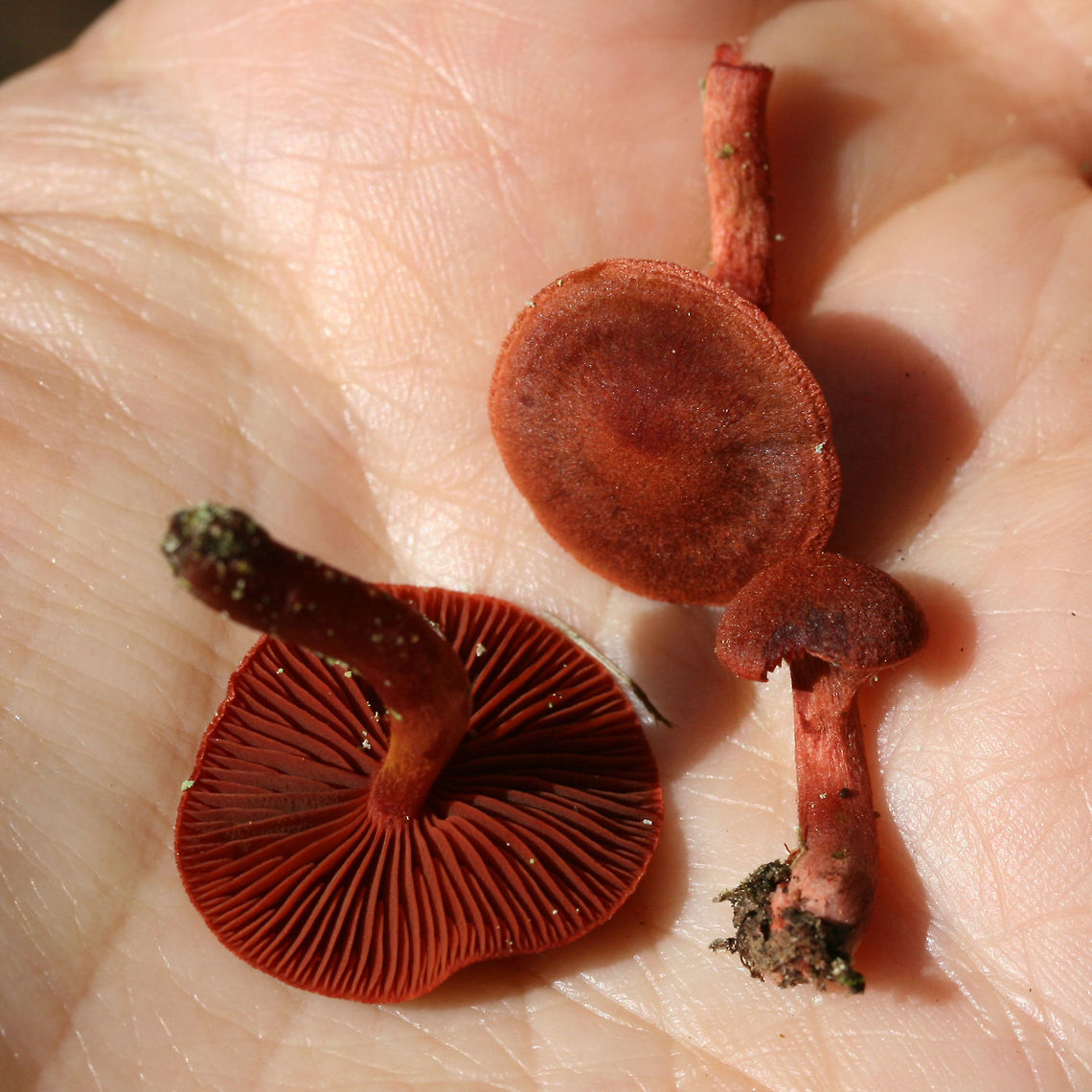 Cortinarius marylandensis Growing at the edge of a mixed hardwood/coniferous (Longleaf Pine) habitat in Floyd County, Georgia.<br />
<br />
Cortinarius section Sanguinei? Really have no idea!<br />
<br />
Blood red gills and a yellowish basal mycelium.<br />
<br />
Cap turns black upon KOH exposure. Waiting on spore print.<br />
<figure class="photo"><a href="https://www.jungledragon.com/image/62354/cortinarius_marylandensis.html" title="Cortinarius marylandensis"><img src="https://s3.amazonaws.com/media.jungledragon.com/images/3231/62354_thumb.jpg?AWSAccessKeyId=05GMT0V3GWVNE7GGM1R2&Expires=1763596810&Signature=d5qRaVtjxdnmf2RViKSR8JO8OR0%3D" width="100" height="152" alt="Cortinarius marylandensis Growing at the edge of a mixed hardwood/coniferous (Longleaf Pine) habitat in Floyd County, Georgia.<br />
<br />
Cortinarius section Sanguinei? Really have no idea!<br />
<br />
Blood red gills and a yellowish basal mycelium.<br />
<br />
Cap turns black upon KOH exposure. Waiting on spore print.<br />
https://www.jungledragon.com/image/62357/cortinarius_marylandensis.html<br />
https://www.jungledragon.com/image/62358/cortinarius_marylandensis.html Cortinarius marylandensis,Geotagged,Summer,United States" /></a></figure><br />
<figure class="photo"><a href="https://www.jungledragon.com/image/62358/cortinarius_marylandensis.html" title="Cortinarius marylandensis"><img src="https://s3.amazonaws.com/media.jungledragon.com/images/3231/62358_thumb.jpg?AWSAccessKeyId=05GMT0V3GWVNE7GGM1R2&Expires=1763596810&Signature=gq6wjafA7ZPr1cOVlZcM9bjqUE4%3D" width="200" height="134" alt="Cortinarius marylandensis Growing at the edge of a mixed hardwood/coniferous (Longleaf Pine) habitat in Floyd County, Georgia.<br />
<br />
Cortinarius section Sanguinei? Really have no idea!<br />
<br />
Blood red gills and a yellowish basal mycelium.<br />
<br />
Cap turns black upon KOH exposure. Waiting on spore print.<br />
https://www.jungledragon.com/image/62354/cortinarius_marylandensis.html<br />
https://www.jungledragon.com/image/62357/cortinarius_marylandensis.html Cortinarius marylandensis,Geotagged,Summer,United States" /></a></figure> Cortinarius marylandensis,Geotagged,Summer,United States