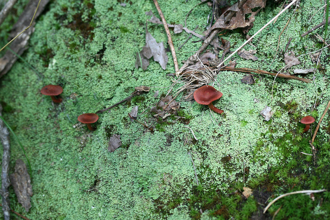 Cortinarius marylandensis Growing at the edge of a mixed hardwood/coniferous (Longleaf Pine) habitat in Floyd County, Georgia.<br />
<br />
Cortinarius section Sanguinei? Really have no idea!<br />
<br />
Blood red gills and a yellowish basal mycelium.<br />
<br />
Cap turns black upon KOH exposure. Waiting on spore print.<br />
<figure class="photo"><a href="https://www.jungledragon.com/image/62354/cortinarius_marylandensis.html" title="Cortinarius marylandensis"><img src="https://s3.amazonaws.com/media.jungledragon.com/images/3231/62354_thumb.jpg?AWSAccessKeyId=05GMT0V3GWVNE7GGM1R2&Expires=1759968010&Signature=e4O5h3%2Fz0R%2BMleWKydtZa4YI9%2Fw%3D" width="100" height="152" alt="Cortinarius marylandensis Growing at the edge of a mixed hardwood/coniferous (Longleaf Pine) habitat in Floyd County, Georgia.<br />
<br />
Cortinarius section Sanguinei? Really have no idea!<br />
<br />
Blood red gills and a yellowish basal mycelium.<br />
<br />
Cap turns black upon KOH exposure. Waiting on spore print.<br />
https://www.jungledragon.com/image/62357/cortinarius_marylandensis.html<br />
https://www.jungledragon.com/image/62358/cortinarius_marylandensis.html Cortinarius marylandensis,Geotagged,Summer,United States" /></a></figure><br />
<figure class="photo"><a href="https://www.jungledragon.com/image/62357/cortinarius_marylandensis.html" title="Cortinarius marylandensis"><img src="https://s3.amazonaws.com/media.jungledragon.com/images/3231/62357_thumb.jpg?AWSAccessKeyId=05GMT0V3GWVNE7GGM1R2&Expires=1759968010&Signature=5HSvcRVO4Ro5zA6BLJ4tEzQHcWE%3D" width="200" height="200" alt="Cortinarius marylandensis Growing at the edge of a mixed hardwood/coniferous (Longleaf Pine) habitat in Floyd County, Georgia.<br />
<br />
Cortinarius section Sanguinei? Really have no idea!<br />
<br />
Blood red gills and a yellowish basal mycelium.<br />
<br />
Cap turns black upon KOH exposure. Waiting on spore print.<br />
https://www.jungledragon.com/image/62354/cortinarius_marylandensis.html<br />
https://www.jungledragon.com/image/62358/cortinarius_marylandensis.html Cortinarius marylandensis,Geotagged,Summer,United States" /></a></figure> Cortinarius marylandensis,Geotagged,Summer,United States