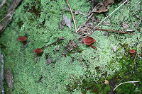 Cortinarius marylandensis Growing at the edge of a mixed hardwood/coniferous (Longleaf Pine) habitat in Floyd County, Georgia.<br />
<br />
Cortinarius section Sanguinei? Really have no idea!<br />
<br />
Blood red gills and a yellowish basal mycelium.<br />
<br />
Cap turns black upon KOH exposure. Waiting on spore print.<br />
https://www.jungledragon.com/image/62354/cortinarius_marylandensis.html<br />
https://www.jungledragon.com/image/62357/cortinarius_marylandensis.html Cortinarius marylandensis,Geotagged,Summer,United States