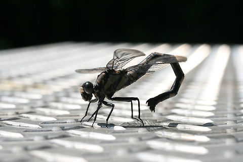 Gray Petaltail (Tachopteryx thoreyi) This dragonfly landed on our shiny toolbox and attempted to oviposit (?). Appeared to have brownish/gray colorations/bands. Found at the edge of a dense mixed hardwood/coniferous forest in NW Georgia (Gordon County), US. A seasonal stream nearby. 
https://www.jungledragon.com/image/62361/gray_petaltail_tachopteryx_thoreyi.html Geotagged,Summer,Tachopteryx thoreyi,United States