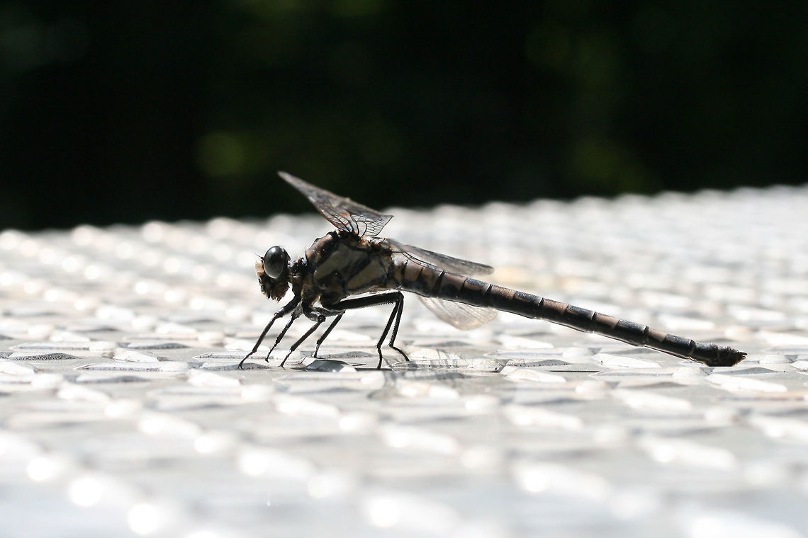 Gray Petaltail (Tachopteryx thoreyi) This dragonfly landed on our shiny toolbox and attempted to oviposit (?). Appeared to have brownish/gray colorations/bands. Found at the edge of a dense mixed hardwood/coniferous forest in NW Georgia (Gordon County), US. A seasonal stream nearby.<br />
<figure class="photo"><a href="https://www.jungledragon.com/image/62360/gray_petaltail_tachopteryx_thoreyi.html" title="Gray Petaltail (Tachopteryx thoreyi)"><img src="https://s3.amazonaws.com/media.jungledragon.com/images/3231/62360_thumb.jpg?AWSAccessKeyId=05GMT0V3GWVNE7GGM1R2&Expires=1759968010&Signature=KT1%2F3I6BEVLrLURM5z85NrT4S9s%3D" width="200" height="134" alt="Gray Petaltail (Tachopteryx thoreyi) This dragonfly landed on our shiny toolbox and attempted to oviposit (?). Appeared to have brownish/gray colorations/bands. Found at the edge of a dense mixed hardwood/coniferous forest in NW Georgia (Gordon County), US. A seasonal stream nearby. <br />
https://www.jungledragon.com/image/62361/gray_petaltail_tachopteryx_thoreyi.html Geotagged,Summer,Tachopteryx thoreyi,United States" /></a></figure> Geotagged,Summer,Tachopteryx thoreyi,United States