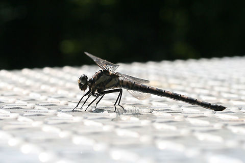 Gray Petaltail (Tachopteryx thoreyi) This dragonfly landed on our shiny toolbox and attempted to oviposit (?). Appeared to have brownish/gray colorations/bands. Found at the edge of a dense mixed hardwood/coniferous forest in NW Georgia (Gordon County), US. A seasonal stream nearby.
https://www.jungledragon.com/image/62360/gray_petaltail_tachopteryx_thoreyi.html Geotagged,Summer,Tachopteryx thoreyi,United States