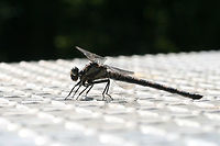 Gray Petaltail (Tachopteryx thoreyi) This dragonfly landed on our shiny toolbox and attempted to oviposit (?). Appeared to have brownish/gray colorations/bands. Found at the edge of a dense mixed hardwood/coniferous forest in NW Georgia (Gordon County), US. A seasonal stream nearby.<br />
https://www.jungledragon.com/image/62360/gray_petaltail_tachopteryx_thoreyi.html Geotagged,Summer,Tachopteryx thoreyi,United States