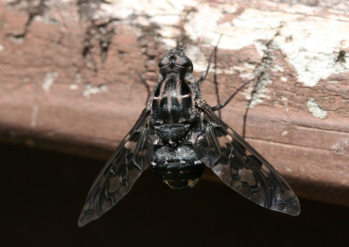 Tiger Bee Fly (Xenox tigrinus) Hanging out on a back porch near an overgrown backyard habitat in NW Georgia (Gordon County), US.<br />
<br />
Xenox tigrinus is a parasitoid of carpenter bees. Female Tiger Bee Flies seek out holes (made by carpenter bees) in wood in order to lay eggs alongside carpenter bee eggs. Both the carpenter bee and tiger bee fly larvae hatch side-by-side, and the fly larvae will then feed on the carpenter bee larvae! Geotagged,Summer,United States,Xenox tigrinus