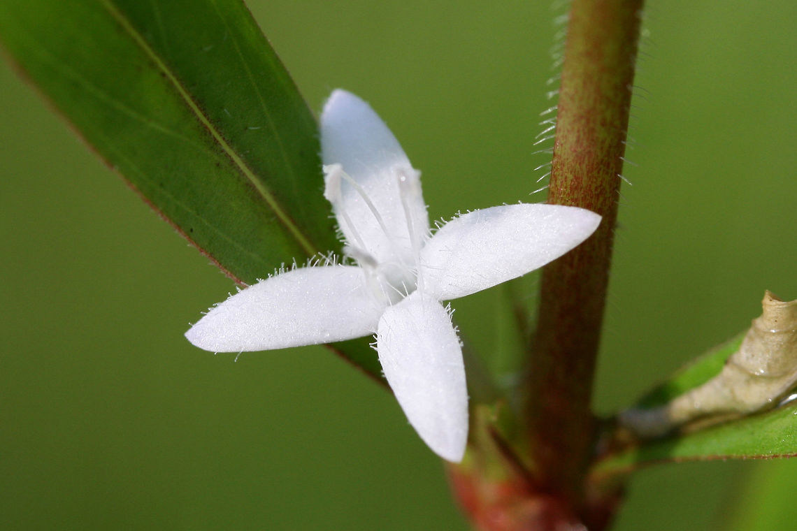 Virginia Buttonweed (Diodia virginiana) Growing in an overgrown backyard habitat/field in NW Georgia (Gordon County), US.<br />
<figure class="photo"><a href="https://www.jungledragon.com/image/62393/virginia_buttonweed_diodia_virginiana.html" title="Virginia Buttonweed (Diodia virginiana)"><img src="https://s3.amazonaws.com/media.jungledragon.com/images/3231/62393_thumb.jpg?AWSAccessKeyId=05GMT0V3GWVNE7GGM1R2&Expires=1770854410&Signature=XeYji6Y%2FfFVe0m%2BI4wmfOFs4aik%3D" width="96" height="152" alt="Virginia Buttonweed (Diodia virginiana) Growing in an overgrown backyard habitat/field in NW Georgia (Gordon County), US.<br />
https://www.jungledragon.com/image/62392/virginia_buttonweed_diodia_virginiana.html<br />
https://www.jungledragon.com/image/62394/virginia_buttonweed_diodia_virginiana.html Diodia virginiana,Geotagged,Spring,United States,Virginia buttonweed" /></a></figure><br />
<figure class="photo"><a href="https://www.jungledragon.com/image/62394/virginia_buttonweed_diodia_virginiana.html" title="Virginia Buttonweed (Diodia virginiana)"><img src="https://s3.amazonaws.com/media.jungledragon.com/images/3231/62394_thumb.jpg?AWSAccessKeyId=05GMT0V3GWVNE7GGM1R2&Expires=1770854410&Signature=5XN%2BlA61GaEET9Z2NArvWD64d68%3D" width="102" height="152" alt="Virginia Buttonweed (Diodia virginiana) Growing in an overgrown backyard habitat/field in NW Georgia (Gordon County), US.<br />
https://www.jungledragon.com/image/62392/virginia_buttonweed_diodia_virginiana.html<br />
https://www.jungledragon.com/image/62393/virginia_buttonweed_diodia_virginiana.html Diodia virginiana,Geotagged,Spring,United States,Virginia buttonweed" /></a></figure> Diodia virginiana,Geotagged,Spring,United States,Virginia buttonweed