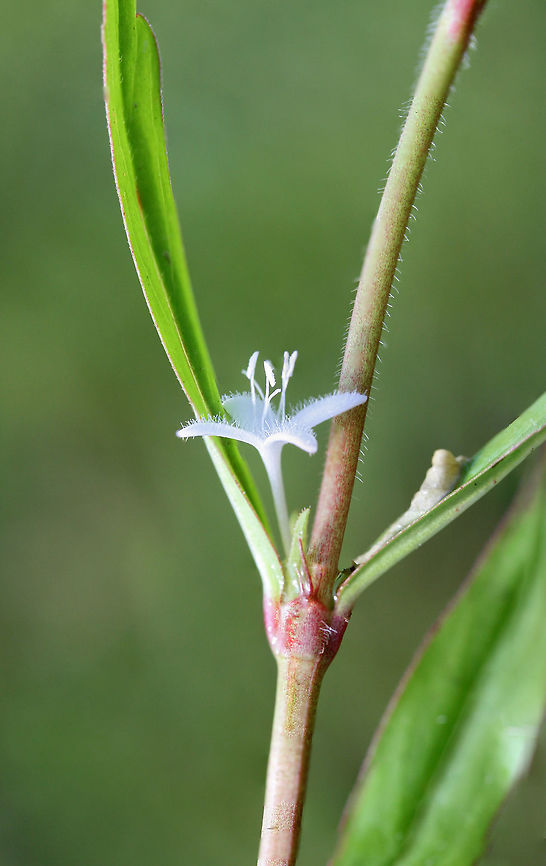 Virginia Buttonweed (Diodia virginiana) Growing in an overgrown backyard habitat/field in NW Georgia (Gordon County), US.<br />
<figure class="photo"><a href="https://www.jungledragon.com/image/62392/virginia_buttonweed_diodia_virginiana.html" title="Virginia Buttonweed (Diodia virginiana)"><img src="https://s3.amazonaws.com/media.jungledragon.com/images/3231/62392_thumb.jpg?AWSAccessKeyId=05GMT0V3GWVNE7GGM1R2&Expires=1770854410&Signature=HFgOZbh2D54FnRGsELNDp41GKy4%3D" width="200" height="134" alt="Virginia Buttonweed (Diodia virginiana) Growing in an overgrown backyard habitat/field in NW Georgia (Gordon County), US.<br />
https://www.jungledragon.com/image/62393/virginia_buttonweed_diodia_virginiana.html<br />
https://www.jungledragon.com/image/62394/virginia_buttonweed_diodia_virginiana.html Diodia virginiana,Geotagged,Spring,United States,Virginia buttonweed" /></a></figure><br />
<figure class="photo"><a href="https://www.jungledragon.com/image/62394/virginia_buttonweed_diodia_virginiana.html" title="Virginia Buttonweed (Diodia virginiana)"><img src="https://s3.amazonaws.com/media.jungledragon.com/images/3231/62394_thumb.jpg?AWSAccessKeyId=05GMT0V3GWVNE7GGM1R2&Expires=1770854410&Signature=5XN%2BlA61GaEET9Z2NArvWD64d68%3D" width="102" height="152" alt="Virginia Buttonweed (Diodia virginiana) Growing in an overgrown backyard habitat/field in NW Georgia (Gordon County), US.<br />
https://www.jungledragon.com/image/62392/virginia_buttonweed_diodia_virginiana.html<br />
https://www.jungledragon.com/image/62393/virginia_buttonweed_diodia_virginiana.html Diodia virginiana,Geotagged,Spring,United States,Virginia buttonweed" /></a></figure> Diodia virginiana,Geotagged,Spring,United States,Virginia buttonweed