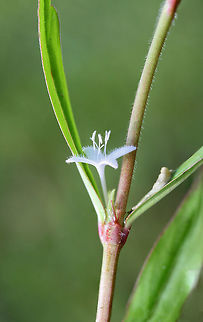 Virginia Buttonweed (Diodia virginiana) Growing in an overgrown backyard habitat/field in NW Georgia (Gordon County), US.
https://www.jungledragon.com/image/62392/virginia_buttonweed_diodia_virginiana.html
https://www.jungledragon.com/image/62394/virginia_buttonweed_diodia_virginiana.html Diodia virginiana,Geotagged,Spring,United States,Virginia buttonweed