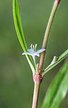 Virginia Buttonweed (Diodia virginiana) Growing in an overgrown backyard habitat/field in NW Georgia (Gordon County), US.<br />
https://www.jungledragon.com/image/62392/virginia_buttonweed_diodia_virginiana.html<br />
https://www.jungledragon.com/image/62394/virginia_buttonweed_diodia_virginiana.html Diodia virginiana,Geotagged,Spring,United States,Virginia buttonweed