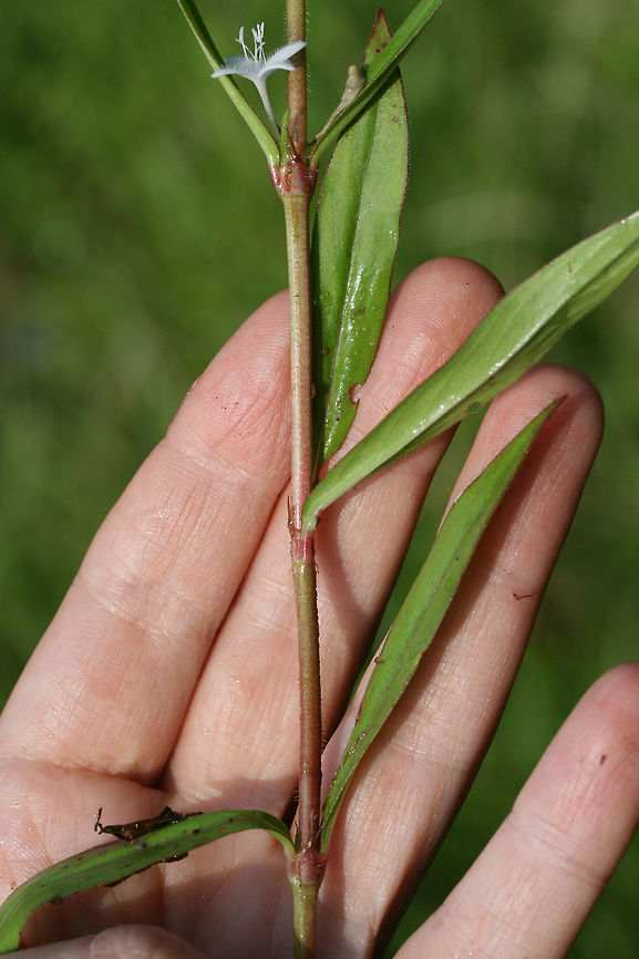 Virginia Buttonweed (Diodia virginiana) Growing in an overgrown backyard habitat/field in NW Georgia (Gordon County), US.<br />
<figure class="photo"><a href="https://www.jungledragon.com/image/62392/virginia_buttonweed_diodia_virginiana.html" title="Virginia Buttonweed (Diodia virginiana)"><img src="https://s3.amazonaws.com/media.jungledragon.com/images/3231/62392_thumb.jpg?AWSAccessKeyId=05GMT0V3GWVNE7GGM1R2&Expires=1770854410&Signature=HFgOZbh2D54FnRGsELNDp41GKy4%3D" width="200" height="134" alt="Virginia Buttonweed (Diodia virginiana) Growing in an overgrown backyard habitat/field in NW Georgia (Gordon County), US.<br />
https://www.jungledragon.com/image/62393/virginia_buttonweed_diodia_virginiana.html<br />
https://www.jungledragon.com/image/62394/virginia_buttonweed_diodia_virginiana.html Diodia virginiana,Geotagged,Spring,United States,Virginia buttonweed" /></a></figure><br />
<figure class="photo"><a href="https://www.jungledragon.com/image/62393/virginia_buttonweed_diodia_virginiana.html" title="Virginia Buttonweed (Diodia virginiana)"><img src="https://s3.amazonaws.com/media.jungledragon.com/images/3231/62393_thumb.jpg?AWSAccessKeyId=05GMT0V3GWVNE7GGM1R2&Expires=1770854410&Signature=XeYji6Y%2FfFVe0m%2BI4wmfOFs4aik%3D" width="96" height="152" alt="Virginia Buttonweed (Diodia virginiana) Growing in an overgrown backyard habitat/field in NW Georgia (Gordon County), US.<br />
https://www.jungledragon.com/image/62392/virginia_buttonweed_diodia_virginiana.html<br />
https://www.jungledragon.com/image/62394/virginia_buttonweed_diodia_virginiana.html Diodia virginiana,Geotagged,Spring,United States,Virginia buttonweed" /></a></figure> Diodia virginiana,Geotagged,Spring,United States,Virginia buttonweed