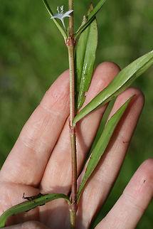 Virginia Buttonweed (Diodia virginiana) Growing in an overgrown backyard habitat/field in NW Georgia (Gordon County), US.
https://www.jungledragon.com/image/62392/virginia_buttonweed_diodia_virginiana.html
https://www.jungledragon.com/image/62393/virginia_buttonweed_diodia_virginiana.html Diodia virginiana,Geotagged,Spring,United States,Virginia buttonweed