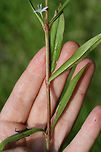 Virginia Buttonweed (Diodia virginiana) Growing in an overgrown backyard habitat/field in NW Georgia (Gordon County), US.<br />
https://www.jungledragon.com/image/62392/virginia_buttonweed_diodia_virginiana.html<br />
https://www.jungledragon.com/image/62393/virginia_buttonweed_diodia_virginiana.html Diodia virginiana,Geotagged,Spring,United States,Virginia buttonweed