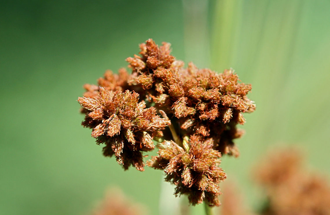 Dark Green Bulrush (Scirpus atrovirens) NATIVE. In a saturated drainage area in an overgrown backyard habitat in NW Georgia (Gordon County), US. <br />
<br />
Septate leaf blade/sheaths. Leaf length: 30-55cm. Leaf width: ~17mm. ~3 bristles. Bristles longer than achenes. Achenes around .8-1mm long.<br />
<figure class="photo"><a href="https://www.jungledragon.com/image/62405/dark_green_bulrush_scirpus_atrovirens.html" title="Dark Green Bulrush (Scirpus atrovirens)"><img src="https://s3.amazonaws.com/media.jungledragon.com/images/3231/62405_thumb.jpg?AWSAccessKeyId=05GMT0V3GWVNE7GGM1R2&Expires=1765411210&Signature=TCSaVEyyCo06UlB4LNffPD3CUS0%3D" width="102" height="152" alt="Dark Green Bulrush (Scirpus atrovirens) NATIVE. In a saturated drainage area in an overgrown backyard habitat in NW Georgia (Gordon County), US. <br />
<br />
Septate leaf blade/sheaths. Leaf length: 30-55cm. Leaf width: ~17mm. ~3 bristles. Bristles longer than achenes. Achenes around .8-1mm long.<br />
https://www.jungledragon.com/image/62404/dark_green_bulrush_scirpus_atrovirens.html<br />
https://www.jungledragon.com/image/62403/dark_green_bulrush_scirpus_atrovirens.html Dark Green Bulrush,Geotagged,Scirpus atrovirens,Spring,United States" /></a></figure><br />
<figure class="photo"><a href="https://www.jungledragon.com/image/62404/dark_green_bulrush_scirpus_atrovirens.html" title="Dark Green Bulrush (Scirpus atrovirens)"><img src="https://s3.amazonaws.com/media.jungledragon.com/images/3231/62404_thumb.jpg?AWSAccessKeyId=05GMT0V3GWVNE7GGM1R2&Expires=1765411210&Signature=oei5TqhQCfxB7IR1HewQxUx3biQ%3D" width="102" height="152" alt="Dark Green Bulrush (Scirpus atrovirens) NATIVE. In a saturated drainage area in an overgrown backyard habitat in NW Georgia (Gordon County), US. <br />
<br />
Septate leaf blade/sheaths. Leaf length: 30-55cm. Leaf width: ~17mm. ~3 bristles. Bristles longer than achenes. Achenes around .8-1mm long.<br />
https://www.jungledragon.com/image/62403/dark_green_bulrush_scirpus_atrovirens.html<br />
https://www.jungledragon.com/image/62405/dark_green_bulrush_scirpus_atrovirens.html Dark Green Bulrush,Geotagged,Scirpus atrovirens,Spring,United States" /></a></figure> Dark Green Bulrush,Geotagged,Scirpus atrovirens,Spring,United States