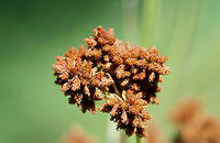 Dark Green Bulrush (Scirpus atrovirens) NATIVE. In a saturated drainage area in an overgrown backyard habitat in NW Georgia (Gordon County), US. <br />
<br />
Septate leaf blade/sheaths. Leaf length: 30-55cm. Leaf width: ~17mm. ~3 bristles. Bristles longer than achenes. Achenes around .8-1mm long.<br />
https://www.jungledragon.com/image/62405/dark_green_bulrush_scirpus_atrovirens.html<br />
https://www.jungledragon.com/image/62404/dark_green_bulrush_scirpus_atrovirens.html Dark Green Bulrush,Geotagged,Scirpus atrovirens,Spring,United States