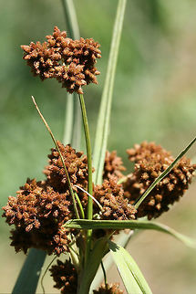 Dark Green Bulrush (Scirpus atrovirens) NATIVE. In a saturated drainage area in an overgrown backyard habitat in NW Georgia (Gordon County), US. 

Septate leaf blade/sheaths. Leaf length: 30-55cm. Leaf width: ~17mm. ~3 bristles. Bristles longer than achenes. Achenes around .8-1mm long.
https://www.jungledragon.com/image/62403/dark_green_bulrush_scirpus_atrovirens.html
https://www.jungledragon.com/image/62405/dark_green_bulrush_scirpus_atrovirens.html Dark Green Bulrush,Geotagged,Scirpus atrovirens,Spring,United States