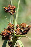 Dark Green Bulrush (Scirpus atrovirens) NATIVE. In a saturated drainage area in an overgrown backyard habitat in NW Georgia (Gordon County), US. <br />
<br />
Septate leaf blade/sheaths. Leaf length: 30-55cm. Leaf width: ~17mm. ~3 bristles. Bristles longer than achenes. Achenes around .8-1mm long.<br />
https://www.jungledragon.com/image/62403/dark_green_bulrush_scirpus_atrovirens.html<br />
https://www.jungledragon.com/image/62405/dark_green_bulrush_scirpus_atrovirens.html Dark Green Bulrush,Geotagged,Scirpus atrovirens,Spring,United States