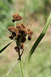 Dark Green Bulrush (Scirpus atrovirens) NATIVE. In a saturated drainage area in an overgrown backyard habitat in NW Georgia (Gordon County), US. <br />
<br />
Septate leaf blade/sheaths. Leaf length: 30-55cm. Leaf width: ~17mm. ~3 bristles. Bristles longer than achenes. Achenes around .8-1mm long.<br />
https://www.jungledragon.com/image/62404/dark_green_bulrush_scirpus_atrovirens.html<br />
https://www.jungledragon.com/image/62403/dark_green_bulrush_scirpus_atrovirens.html Dark Green Bulrush,Geotagged,Scirpus atrovirens,Spring,United States