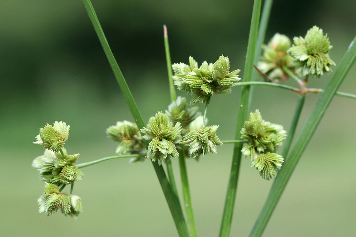 Marsh Flatsedge (Cyperus pseudovegetus) NATIVE. Growing at a saturated edge/drainage area of an overgrown backyard habitat in NW Georgia (Gordon County), US.<br />
<figure class="photo"><a href="https://www.jungledragon.com/image/62432/marsh_flatsedge_cyperus_pseudovegetus.html" title="Marsh Flatsedge (Cyperus pseudovegetus)"><img src="https://s3.amazonaws.com/media.jungledragon.com/images/3231/62432_thumb.jpg?AWSAccessKeyId=05GMT0V3GWVNE7GGM1R2&Expires=1759968010&Signature=%2BdTocF5%2Bb3HDm%2F1NSMJWN%2FWeqns%3D" width="200" height="134" alt="Marsh Flatsedge (Cyperus pseudovegetus) NATIVE. Growing at a saturated edge/drainage area of an overgrown backyard habitat in NW Georgia (Gordon County), US.<br />
<br />
Stem is sharply 3-angled (with concave faces). <br />
https://www.jungledragon.com/image/62431/green_flatsedge_cyperus_virens.html<br />
https://www.jungledragon.com/image/62433/green_flatsedge_cyperus_virens.html Cyperus pseudovegetus,Geotagged,Marsh Flatsedge,Summer,United States,cyperaceae,cyperus,plant,sedge,sedges" /></a></figure><br />
<figure class="photo"><a href="https://www.jungledragon.com/image/62433/marsh_flatsedge_cyperus_pseudovegetus.html" title="Marsh Flatsedge (Cyperus pseudovegetus)"><img src="https://s3.amazonaws.com/media.jungledragon.com/images/3231/62433_thumb.jpg?AWSAccessKeyId=05GMT0V3GWVNE7GGM1R2&Expires=1759968010&Signature=ZNHZVZrpxxBmWr83XCOUPo6rnfg%3D" width="200" height="134" alt="Marsh Flatsedge (Cyperus pseudovegetus) NATIVE. Growing at a saturated edge/drainage area of an overgrown backyard habitat in NW Georgia (Gordon County), US.<br />
<br />
Stem is sharply 3-angled (with concave faces). <br />
https://www.jungledragon.com/image/62431/green_flatsedge_cyperus_virens.html<br />
https://www.jungledragon.com/image/62432/green_flatsedge_cyperus_virens.html Cyperus pseudovegetus,Geotagged,Marsh Flatsedge,Summer,United States,cyperaceae,cyperus,plant,sedge,sedges" /></a></figure> Cyperus pseudovegetus,Geotagged,Marsh Flatsedge,Summer,United States,cyperaceae,cyperus,plant,sedge,sedges