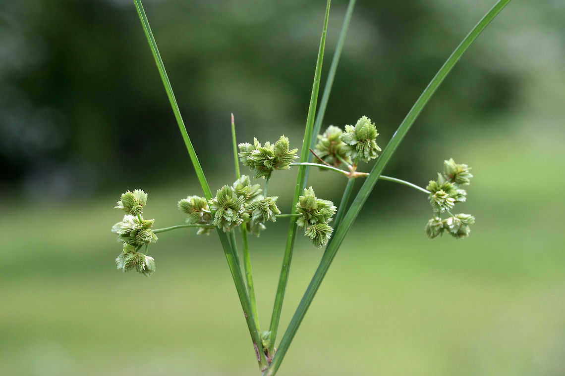 Marsh Flatsedge (Cyperus pseudovegetus) NATIVE. Growing at a saturated edge/drainage area of an overgrown backyard habitat in NW Georgia (Gordon County), US.<br />
<br />
Stem is sharply 3-angled (with concave faces). <br />
<figure class="photo"><a href="https://www.jungledragon.com/image/62431/marsh_flatsedge_cyperus_pseudovegetus.html" title="Marsh Flatsedge (Cyperus pseudovegetus)"><img src="https://s3.amazonaws.com/media.jungledragon.com/images/3231/62431_thumb.jpg?AWSAccessKeyId=05GMT0V3GWVNE7GGM1R2&Expires=1759968010&Signature=jZDr6VMC2rSHa4cz51SvkvRj680%3D" width="200" height="134" alt="Marsh Flatsedge (Cyperus pseudovegetus) NATIVE. Growing at a saturated edge/drainage area of an overgrown backyard habitat in NW Georgia (Gordon County), US.<br />
https://www.jungledragon.com/image/62432/green_flatsedge_cyperus_virens.html<br />
https://www.jungledragon.com/image/62433/green_flatsedge_cyperus_virens.html Cyperus pseudovegetus,Geotagged,Marsh Flatsedge,Summer,United States,cyperaceae,cyperus,plant,sedge,sedges" /></a></figure><br />
<figure class="photo"><a href="https://www.jungledragon.com/image/62433/marsh_flatsedge_cyperus_pseudovegetus.html" title="Marsh Flatsedge (Cyperus pseudovegetus)"><img src="https://s3.amazonaws.com/media.jungledragon.com/images/3231/62433_thumb.jpg?AWSAccessKeyId=05GMT0V3GWVNE7GGM1R2&Expires=1759968010&Signature=ZNHZVZrpxxBmWr83XCOUPo6rnfg%3D" width="200" height="134" alt="Marsh Flatsedge (Cyperus pseudovegetus) NATIVE. Growing at a saturated edge/drainage area of an overgrown backyard habitat in NW Georgia (Gordon County), US.<br />
<br />
Stem is sharply 3-angled (with concave faces). <br />
https://www.jungledragon.com/image/62431/green_flatsedge_cyperus_virens.html<br />
https://www.jungledragon.com/image/62432/green_flatsedge_cyperus_virens.html Cyperus pseudovegetus,Geotagged,Marsh Flatsedge,Summer,United States,cyperaceae,cyperus,plant,sedge,sedges" /></a></figure> Cyperus pseudovegetus,Geotagged,Marsh Flatsedge,Summer,United States,cyperaceae,cyperus,plant,sedge,sedges