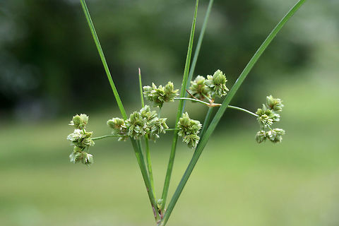 Marsh Flatsedge (Cyperus pseudovegetus) NATIVE. Growing at a saturated edge/drainage area of an overgrown backyard habitat in NW Georgia (Gordon County), US.

Stem is sharply 3-angled (with concave faces). 
https://www.jungledragon.com/image/62431/green_flatsedge_cyperus_virens.html
https://www.jungledragon.com/image/62433/green_flatsedge_cyperus_virens.html Cyperus pseudovegetus,Geotagged,Marsh Flatsedge,Summer,United States,cyperaceae,cyperus,plant,sedge,sedges