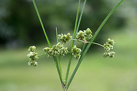 Marsh Flatsedge (Cyperus pseudovegetus) NATIVE. Growing at a saturated edge/drainage area of an overgrown backyard habitat in NW Georgia (Gordon County), US.<br />
<br />
Stem is sharply 3-angled (with concave faces). <br />
https://www.jungledragon.com/image/62431/green_flatsedge_cyperus_virens.html<br />
https://www.jungledragon.com/image/62433/green_flatsedge_cyperus_virens.html Cyperus pseudovegetus,Geotagged,Marsh Flatsedge,Summer,United States,cyperaceae,cyperus,plant,sedge,sedges