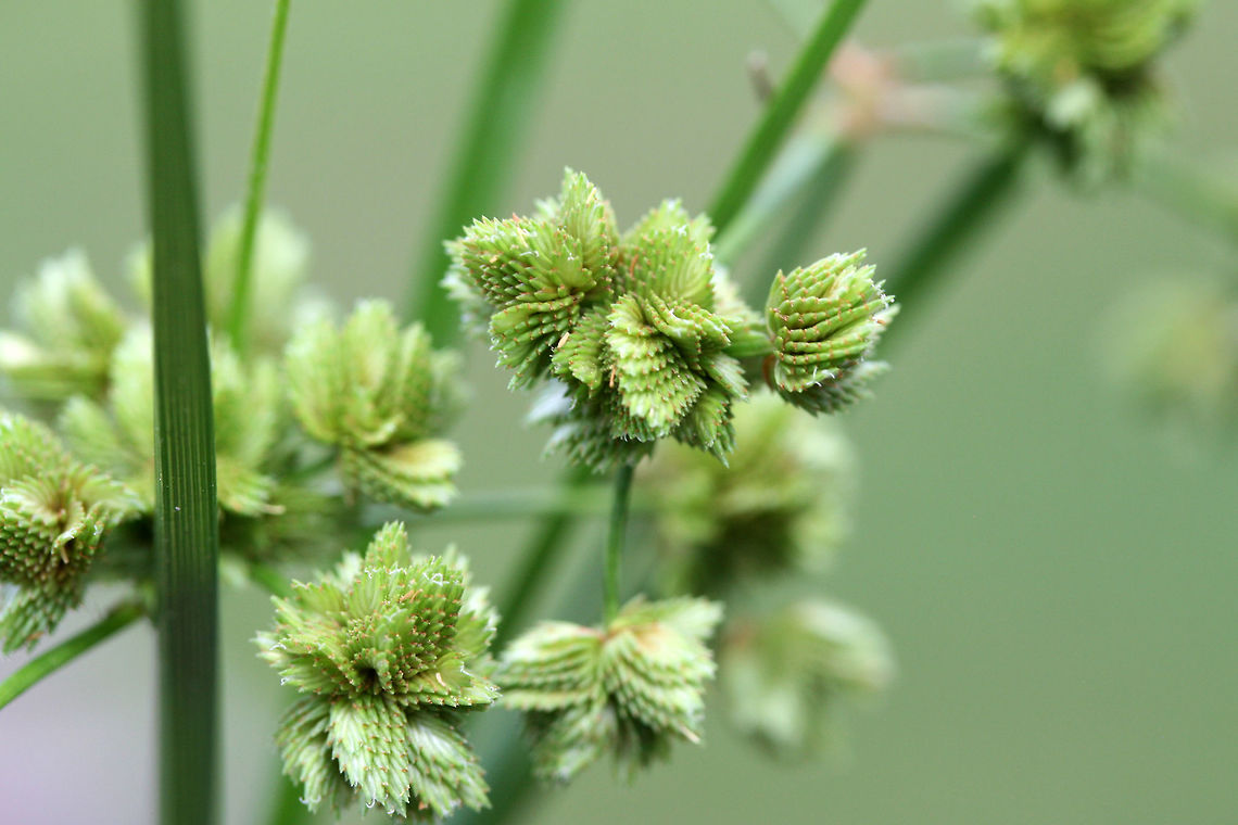 Marsh Flatsedge (Cyperus pseudovegetus) NATIVE. Growing at a saturated edge/drainage area of an overgrown backyard habitat in NW Georgia (Gordon County), US.<br />
<br />
Stem is sharply 3-angled (with concave faces). <br />
<figure class="photo"><a href="https://www.jungledragon.com/image/62431/marsh_flatsedge_cyperus_pseudovegetus.html" title="Marsh Flatsedge (Cyperus pseudovegetus)"><img src="https://s3.amazonaws.com/media.jungledragon.com/images/3231/62431_thumb.jpg?AWSAccessKeyId=05GMT0V3GWVNE7GGM1R2&Expires=1759968010&Signature=jZDr6VMC2rSHa4cz51SvkvRj680%3D" width="200" height="134" alt="Marsh Flatsedge (Cyperus pseudovegetus) NATIVE. Growing at a saturated edge/drainage area of an overgrown backyard habitat in NW Georgia (Gordon County), US.<br />
https://www.jungledragon.com/image/62432/green_flatsedge_cyperus_virens.html<br />
https://www.jungledragon.com/image/62433/green_flatsedge_cyperus_virens.html Cyperus pseudovegetus,Geotagged,Marsh Flatsedge,Summer,United States,cyperaceae,cyperus,plant,sedge,sedges" /></a></figure><br />
<figure class="photo"><a href="https://www.jungledragon.com/image/62432/marsh_flatsedge_cyperus_pseudovegetus.html" title="Marsh Flatsedge (Cyperus pseudovegetus)"><img src="https://s3.amazonaws.com/media.jungledragon.com/images/3231/62432_thumb.jpg?AWSAccessKeyId=05GMT0V3GWVNE7GGM1R2&Expires=1759968010&Signature=%2BdTocF5%2Bb3HDm%2F1NSMJWN%2FWeqns%3D" width="200" height="134" alt="Marsh Flatsedge (Cyperus pseudovegetus) NATIVE. Growing at a saturated edge/drainage area of an overgrown backyard habitat in NW Georgia (Gordon County), US.<br />
<br />
Stem is sharply 3-angled (with concave faces). <br />
https://www.jungledragon.com/image/62431/green_flatsedge_cyperus_virens.html<br />
https://www.jungledragon.com/image/62433/green_flatsedge_cyperus_virens.html Cyperus pseudovegetus,Geotagged,Marsh Flatsedge,Summer,United States,cyperaceae,cyperus,plant,sedge,sedges" /></a></figure> Cyperus pseudovegetus,Geotagged,Marsh Flatsedge,Summer,United States,cyperaceae,cyperus,plant,sedge,sedges