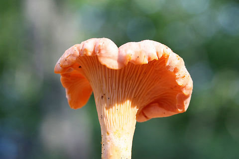 Peach Chanterelle (Cantharellus velutinus - Pink Variant) Growing below primarily oaks (some nearby pines) in a dense mixed hardwood/coniferous forest in NW Georgia (Gordon County), US. July 4, 2018.
Sweet odor and yellow staining on the stem and lower edge of fertile surface.
https://www.jungledragon.com/image/62468/peach_chanterelle_cantharellus_velutinus_-_pink_variant.html
https://www.jungledragon.com/image/62469/peach_chanterelle_cantharellus_velutinus_-_pink_variant.html
https://www.jungledragon.com/image/62472/peach_chanterelle_cantharellus_velutinus_-_pink_variant.html Cantharellus velutinus,Geotagged,Summer,United States