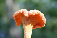 Peach Chanterelle (Cantharellus velutinus - Pink Variant) Growing below primarily oaks (some nearby pines) in a dense mixed hardwood/coniferous forest in NW Georgia (Gordon County), US. July 4, 2018.<br />
<br />
Sweet odor and yellow staining on the stem and lower edge of fertile surface.<br />
https://www.jungledragon.com/image/62468/peach_chanterelle_cantharellus_velutinus_-_pink_variant.html<br />
https://www.jungledragon.com/image/62469/peach_chanterelle_cantharellus_velutinus_-_pink_variant.html<br />
https://www.jungledragon.com/image/62472/peach_chanterelle_cantharellus_velutinus_-_pink_variant.html Cantharellus velutinus,Geotagged,Summer,United States