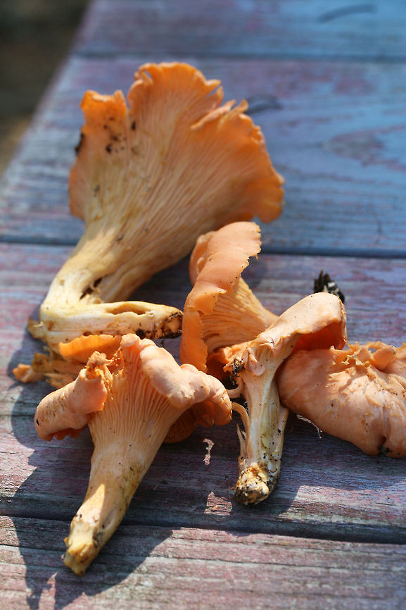 Peach Chanterelle (Cantharellus velutinus - Pink Variant) Growing below primarily oaks (some nearby pines) in a dense mixed hardwood/coniferous forest in NW Georgia (Gordon County), US. July 4, 2018.<br />
<br />
Sweet odor and yellow staining on the stem and lower edge of fertile surface.<br />
<figure class="photo"><a href="https://www.jungledragon.com/image/62467/peach_chanterelle_cantharellus_velutinus_-_pink_variant.html" title="Peach Chanterelle (Cantharellus velutinus - Pink Variant)"><img src="https://s3.amazonaws.com/media.jungledragon.com/images/3231/62467_thumb.jpg?AWSAccessKeyId=05GMT0V3GWVNE7GGM1R2&Expires=1759968010&Signature=YylRYoiwYRHOQvSBlOhko1RKaSg%3D" width="200" height="134" alt="Peach Chanterelle (Cantharellus velutinus - Pink Variant) Growing below primarily oaks (some nearby pines) in a dense mixed hardwood/coniferous forest in NW Georgia (Gordon County), US. July 4, 2018.<br />
<br />
Sweet odor and yellow staining on the stem and lower edge of fertile surface.<br />
https://www.jungledragon.com/image/62468/peach_chanterelle_cantharellus_velutinus_-_pink_variant.html<br />
https://www.jungledragon.com/image/62469/peach_chanterelle_cantharellus_velutinus_-_pink_variant.html<br />
https://www.jungledragon.com/image/62472/peach_chanterelle_cantharellus_velutinus_-_pink_variant.html Cantharellus velutinus,Geotagged,Summer,United States" /></a></figure><br />
<figure class="photo"><a href="https://www.jungledragon.com/image/62469/peach_chanterelle_cantharellus_velutinus_-_pink_variant.html" title="Peach Chanterelle (Cantharellus velutinus - Pink Variant)"><img src="https://s3.amazonaws.com/media.jungledragon.com/images/3231/62469_thumb.jpg?AWSAccessKeyId=05GMT0V3GWVNE7GGM1R2&Expires=1759968010&Signature=aa40l38oztSuTzMp8KXBExxaEZM%3D" width="200" height="134" alt="Peach Chanterelle (Cantharellus velutinus - Pink Variant) Growing below primarily oaks (some nearby pines) in a dense mixed hardwood/coniferous forest in NW Georgia (Gordon County), US. July 4, 2018.<br />
<br />
Sweet odor and yellow staining on the stem and lower edge of fertile surface.<br />
https://www.jungledragon.com/image/62467/peach_chanterelle_cantharellus_velutinus_-_pink_variant.html<br />
https://www.jungledragon.com/image/62468/peach_chanterelle_cantharellus_velutinus_-_pink_variant.html<br />
https://www.jungledragon.com/image/62472/peach_chanterelle_cantharellus_velutinus_-_pink_variant.html Cantharellus velutinus,Geotagged,Summer,United States" /></a></figure><br />
<figure class="photo"><a href="https://www.jungledragon.com/image/62472/peach_chanterelle_cantharellus_velutinus_-_pink_variant.html" title="Peach Chanterelle (Cantharellus velutinus - Pink Variant)"><img src="https://s3.amazonaws.com/media.jungledragon.com/images/3231/62472_thumb.jpg?AWSAccessKeyId=05GMT0V3GWVNE7GGM1R2&Expires=1759968010&Signature=c2LSpCH4iPoVzZEVSyVQQst5Ie0%3D" width="102" height="152" alt="Peach Chanterelle (Cantharellus velutinus - Pink Variant) Growing below primarily oaks (some nearby pines) in a dense mixed hardwood/coniferous forest in NW Georgia (Gordon County), US. July 4, 2018.<br />
<br />
Sweet odor and yellow staining on the stem and lower edge of fertile surface.<br />
https://www.jungledragon.com/image/62467/peach_chanterelle_cantharellus_velutinus_-_pink_variant.html<br />
https://www.jungledragon.com/image/62468/peach_chanterelle_cantharellus_velutinus_-_pink_variant.html<br />
https://www.jungledragon.com/image/62469/peach_chanterelle_cantharellus_velutinus_-_pink_variant.html Cantharellus velutinus,Geotagged,Summer,United States" /></a></figure> Cantharellus velutinus,Geotagged,Summer,United States